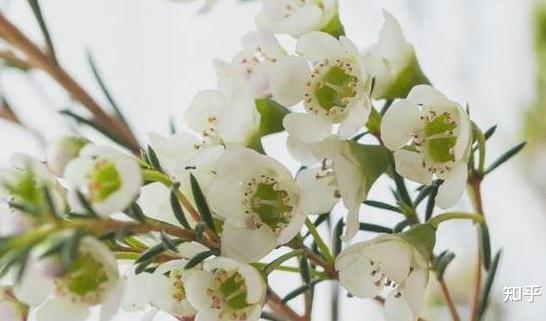 办公室绿植摆放有什么讲究？办公室花卉摆放有哪些讲究