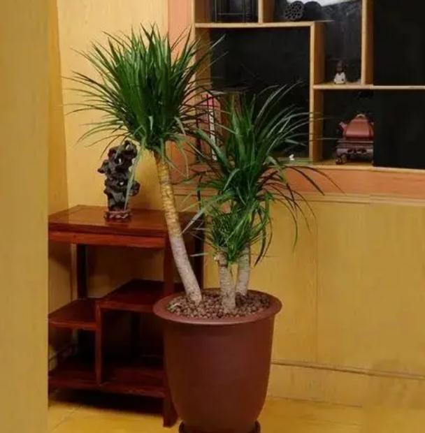 办公室放什么花最旺财，最适合放在办公桌上10种招财植物