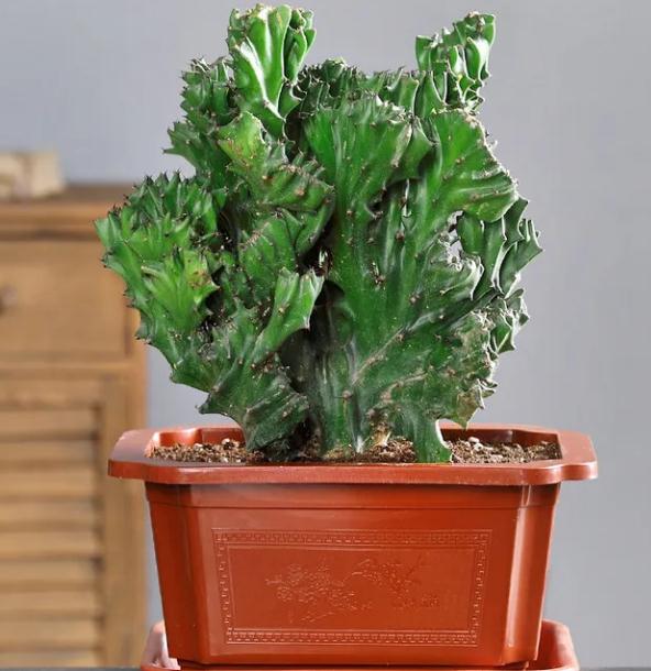 8种“镇宅花”，家里养一盆，霸气威武，保家又旺家