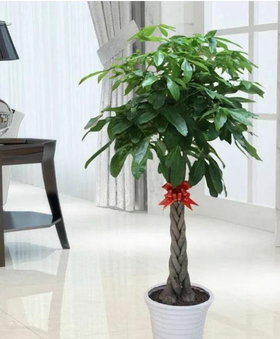 办公室放这些植物好又旺财，你放了吗？
