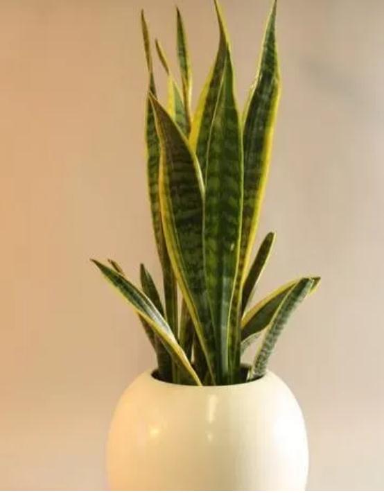 适合摆放在卫生间的风水小植物,你知道几种呢？