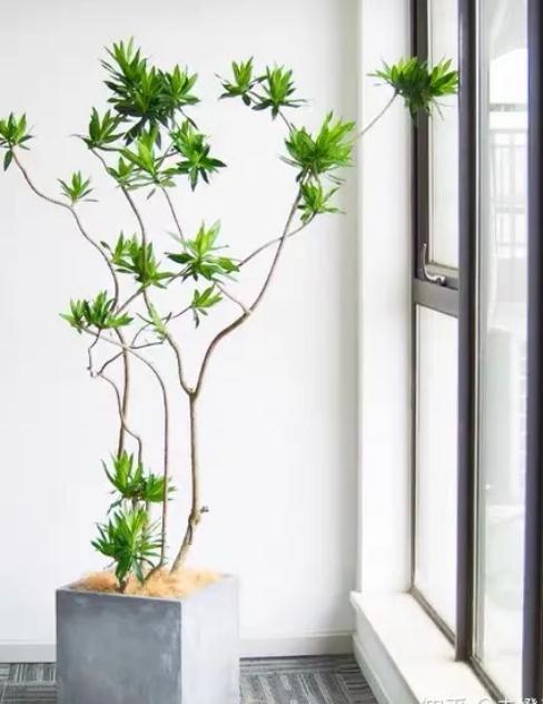 简单好懂，办公绿植的风水之说