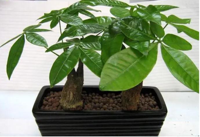 办公室放什么植物风水好？