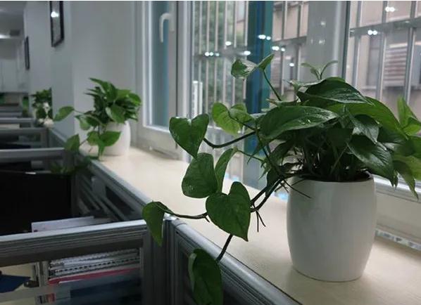 办公室适合养什么绿植？摆在什么位置风水好？