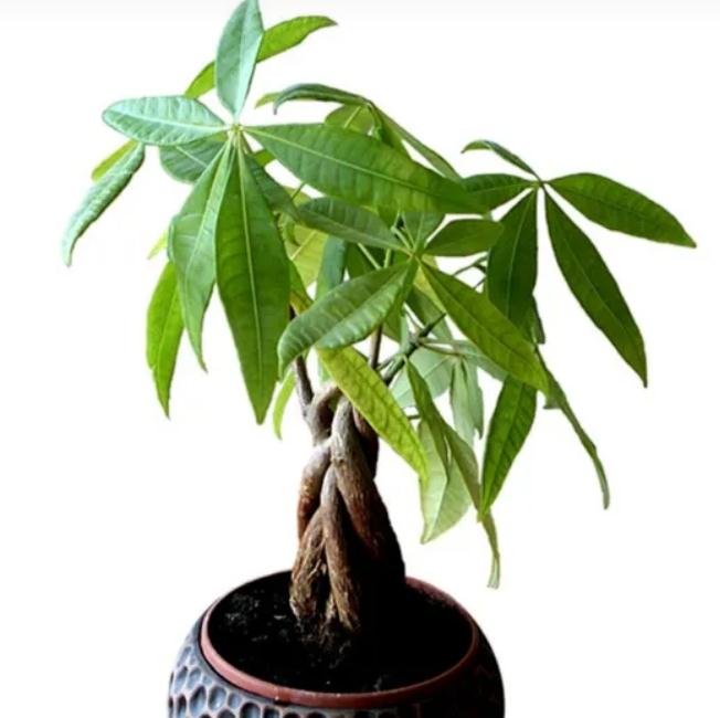 盘点20种旺财又旺宅的植物，养起来！