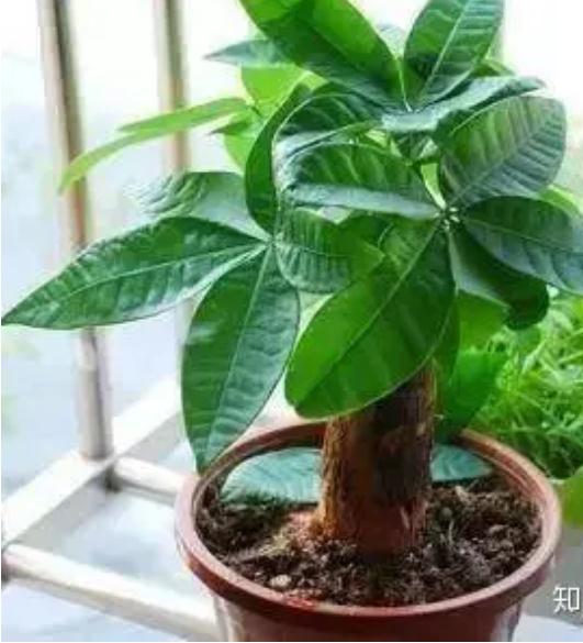 家里摆放什么样的植物有助于转运