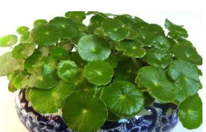 18种“旺财”的绿植，放对位置，改变房间风水