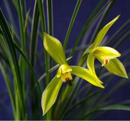 书房绿植怎么选？家有上学娃，选这5种绿植就对了！