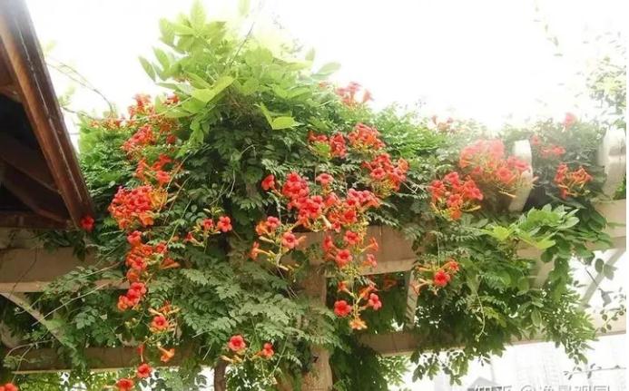 植物与风水五行的关系