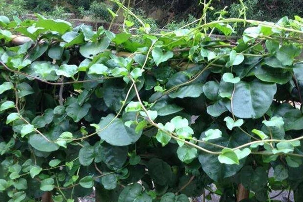 爬藤植物影响风水吗？什么爬藤植物风水好