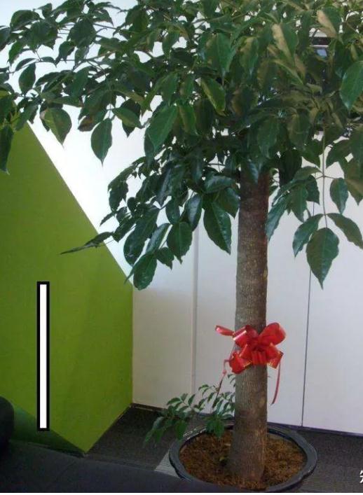 玄关摆放什么植物旺财