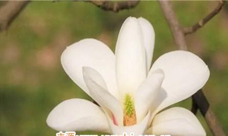 家里种玉兰花的寓意和风水有什么