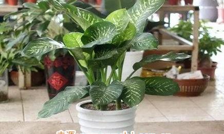 万年青摆放风水禁忌是什么