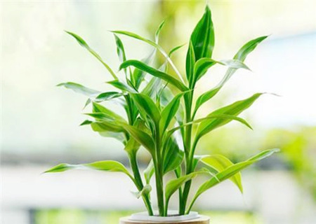 金命人适合养什么植物改运