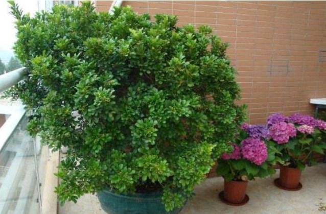 怎么养好米兰花？家里养米兰花风水好吗？